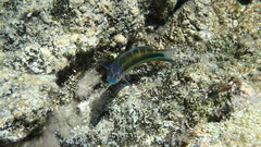Thalassoma pavo