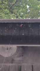 Neoscona domiciliorum