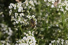 Helophilus trivittatus