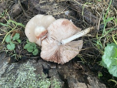 Pluteus