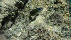 Thalassoma pavo