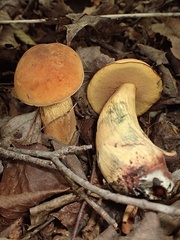Suillellus luridus