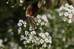 Helophilus trivittatus
