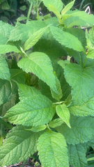 Eutrochium purpureum