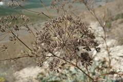 Astrodaucus littoralis