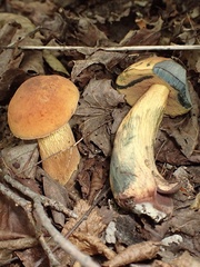 Suillellus luridus