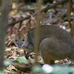 Thylogale stigmatica