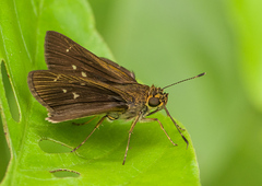 Hesperiinae