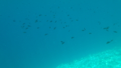 Chromis chromis
