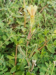 Oenothera