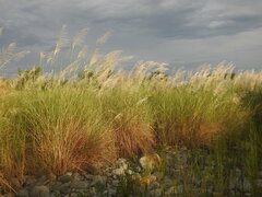 Saccharum spontaneum