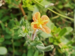 Oenothera