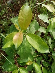 Salix caprea
