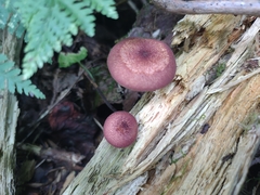 Tricholomopsis rutilans