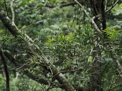 Acacia confusa