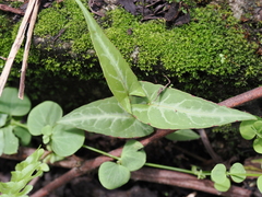 Reynoutria multiflora