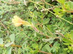 Oenothera