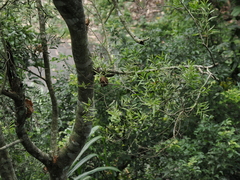 Acacia confusa