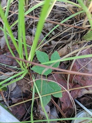 Cnidoscolus stimulosus