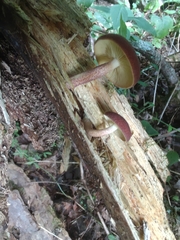 Tricholomopsis rutilans