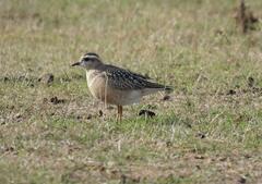 Charadrius morinellus