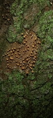 Hemitrichia decipiens