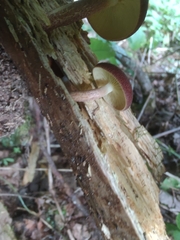 Tricholomopsis rutilans