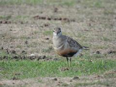 Charadrius morinellus