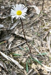 Allittia uliginosa