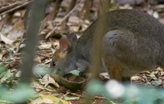 Thylogale stigmatica