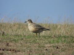 Charadrius morinellus