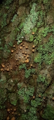 Hemitrichia decipiens