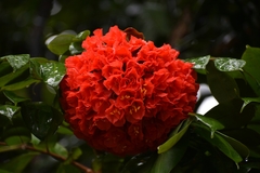 Brownea ariza