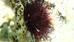 Euechinoidea
