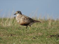 Charadrius morinellus