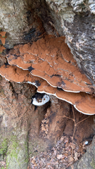 Ganoderma brownii