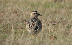 Charadrius morinellus