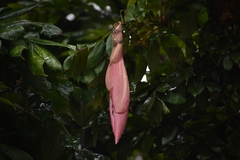Brownea ariza