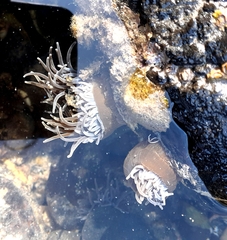 Anemonia viridis