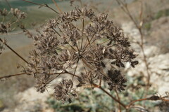 Astrodaucus littoralis