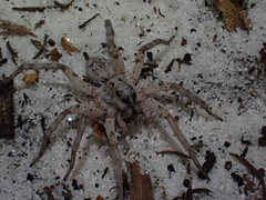 Lycosidae