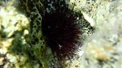 Euechinoidea