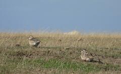 Charadrius morinellus