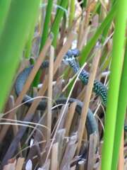 Hierophis viridiflavus
