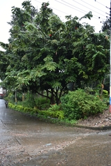 Brownea ariza