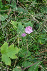 Astrantia maxima