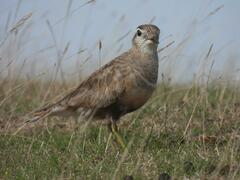 Charadrius morinellus
