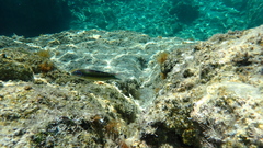Thalassoma pavo