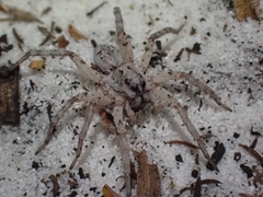 Lycosidae