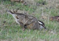 Charadrius morinellus